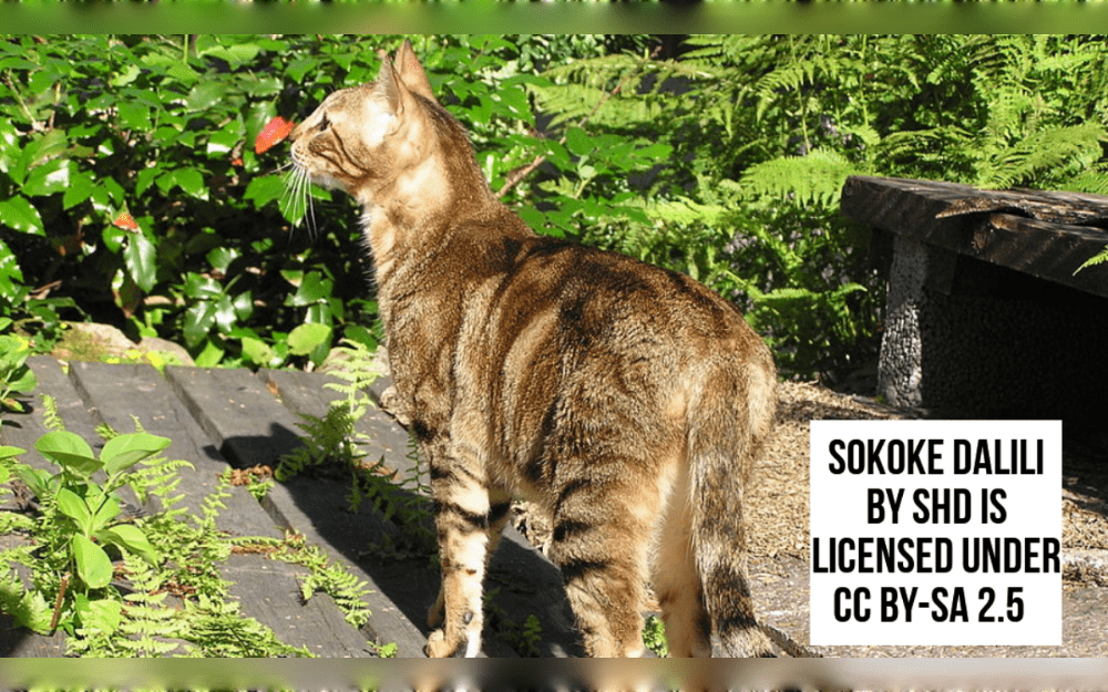 The Arabuko Sokoke Forest on the Kenyan coast is the origins of the Sokoke, one of the rarest domestic cat breeds worldwide.Medium sized Sokoke cat with short, coarse, and dense coat with a "wood grain" pattern; usually brown, brown tabby, or silver tabby.