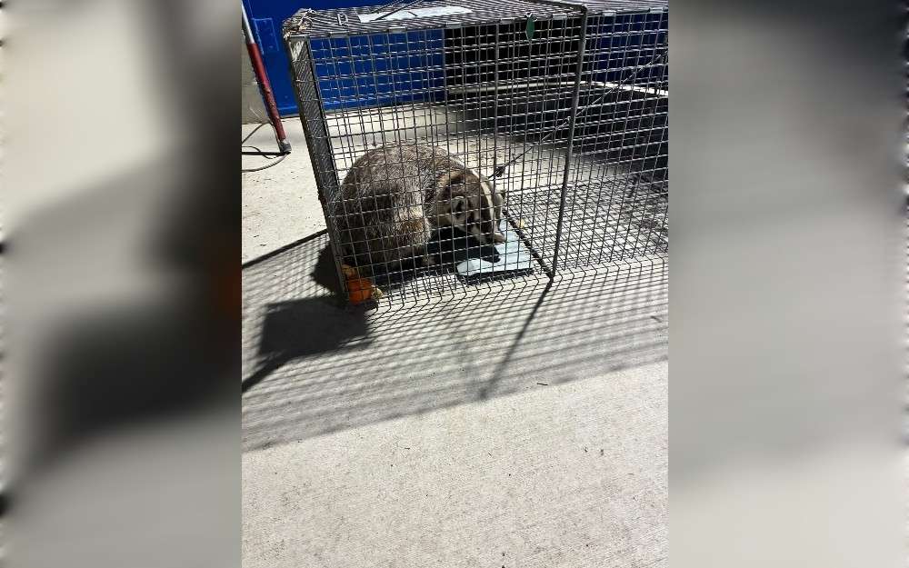 A badger was found hiding inside a campus storage closet on March 12, prompting California's Madera Animal Control Officers to react to an extremely uncommon plea for help at Madera High School.