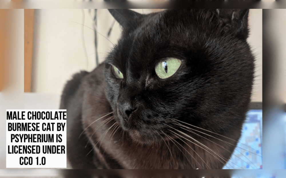 The medium-sized Burmese breed originates in Myanmar.Burmese cats have an exotic look and are robust, agile cats.Burmese cats have short coats in shades of brown, chocolate, lilac, blue, red, cream, blue tortie, brown tortie, chocolate tortie, and lilac tort.