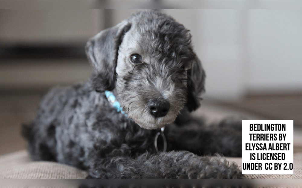 Originating in England, Bedlington Terriers are small, fairly active dogs, named after the mining town of Bedlington in England.The colors of their curly coats include Blue, Blue & Tan, Liver, Liver & Tan, Sandy, and Sandy and Tan.The Bedlington Terrier is an energetic, inquisitive, and affectionate dog. They could make excellent guard and household dogs.