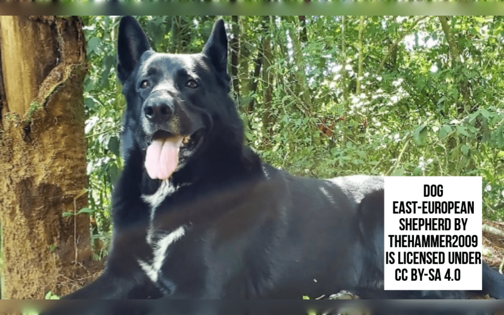 German Shepherds were crossed with Russian dog breeds such Caucasian, Central Asian, and Laika in the 1920s and 1930s to develop the East-European Shepherd.