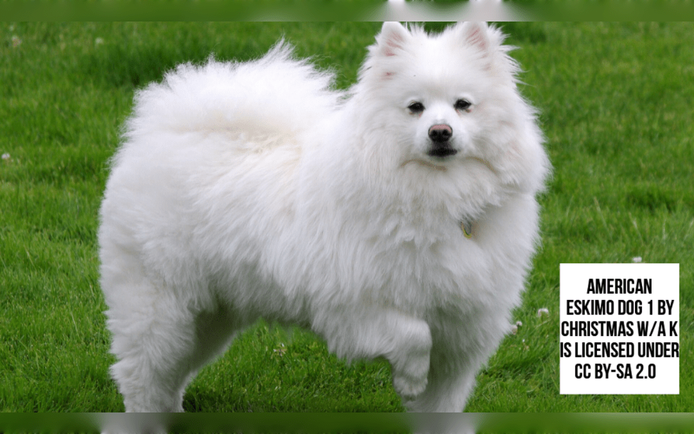 The American Eskimo dog, which belongs to the Spitz family despite its name, is believed to have originated in Germany.