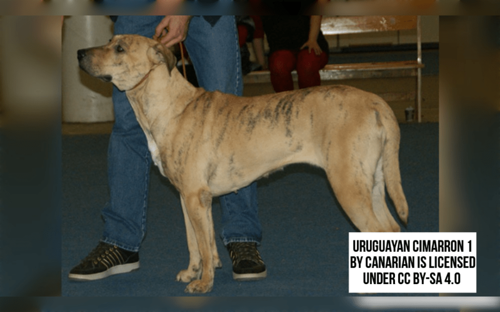 The Uruguayan Cimarrón is a large dog breed that originated in Uruguay. It was bred from domestic dogs who used to live in the wild to serve as a guard and herding dog.They are strong, agile and muscular dog breed.
