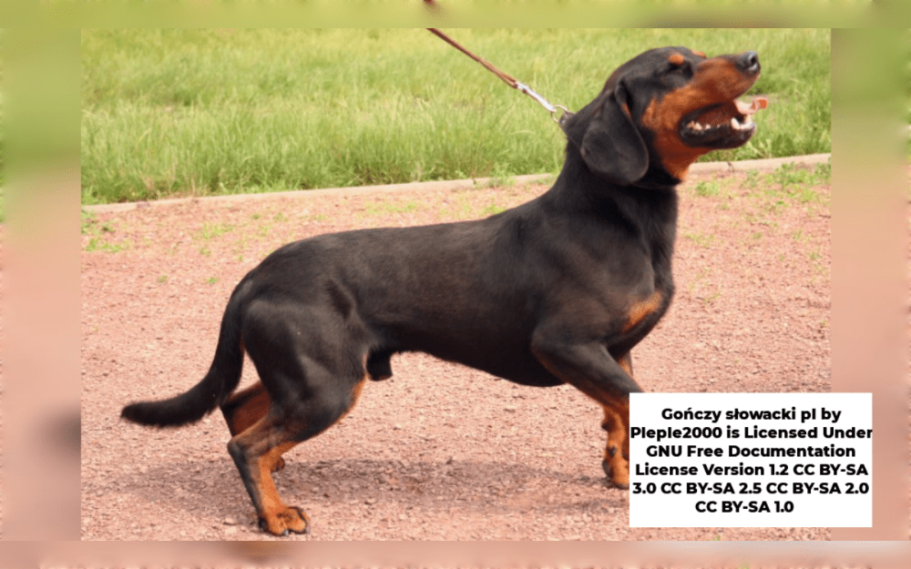 The Slovensky Kopov is an ancient breed of dog that originated in Slovakia and is robust and lively. They are small to medium-sized dog.